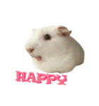 Bobo_the guineapig（個別スタンプ：3）