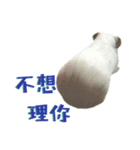 Bobo_the guineapig（個別スタンプ：4）
