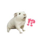 Bobo_the guineapig（個別スタンプ：5）