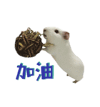 Bobo_the guineapig（個別スタンプ：6）
