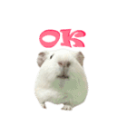 Bobo_the guineapig（個別スタンプ：7）