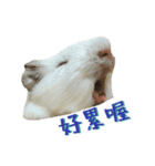Bobo_the guineapig（個別スタンプ：8）