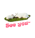Bobo_the guineapig（個別スタンプ：9）
