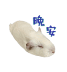 Bobo_the guineapig（個別スタンプ：10）