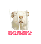Bobo_the guineapig（個別スタンプ：11）