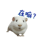 Bobo_the guineapig（個別スタンプ：12）