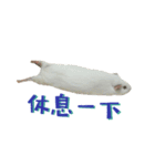 Bobo_the guineapig（個別スタンプ：14）