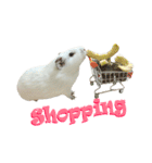 Bobo_the guineapig（個別スタンプ：15）