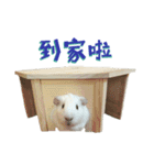 Bobo_the guineapig（個別スタンプ：16）