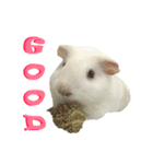 Bobo_the guineapig（個別スタンプ：17）