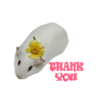 Bobo_the guineapig（個別スタンプ：19）