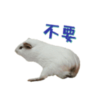 Bobo_the guineapig（個別スタンプ：20）