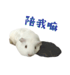 Bobo_the guineapig（個別スタンプ：21）