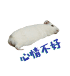 Bobo_the guineapig（個別スタンプ：22）