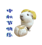 Bobo_the guineapig（個別スタンプ：24）