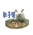 Bobo_the guineapig（個別スタンプ：25）