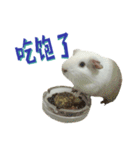 Bobo_the guineapig（個別スタンプ：26）