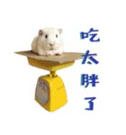Bobo_the guineapig（個別スタンプ：27）