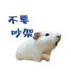 Bobo_the guineapig（個別スタンプ：28）