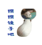 Bobo_the guineapig（個別スタンプ：29）