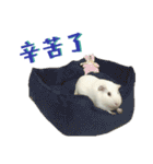 Bobo_the guineapig（個別スタンプ：30）