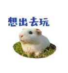 Bobo_the guineapig（個別スタンプ：31）
