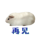 Bobo_the guineapig（個別スタンプ：32）