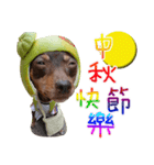 Little P Dog-3（個別スタンプ：1）