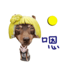 Little P Dog-3（個別スタンプ：9）