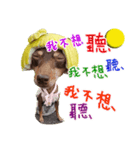 Little P Dog-3（個別スタンプ：13）