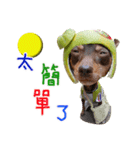 Little P Dog-3（個別スタンプ：20）