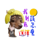 Little P Dog-3（個別スタンプ：21）