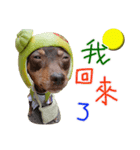 Little P Dog-3（個別スタンプ：23）