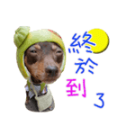 Little P Dog-3（個別スタンプ：26）