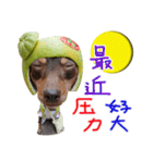 Little P Dog-3（個別スタンプ：27）