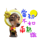 Little P Dog-3（個別スタンプ：36）