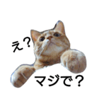 トラ猫草子（個別スタンプ：1）
