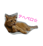 トラ猫草子（個別スタンプ：2）