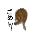 トラ猫草子（個別スタンプ：3）