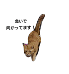 トラ猫草子（個別スタンプ：5）