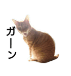 トラ猫草子（個別スタンプ：6）