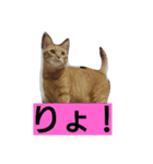 トラ猫草子（個別スタンプ：8）