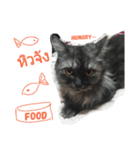 cat face crank（個別スタンプ：4）