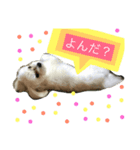 かわいすぎるマルチーズのモコ（個別スタンプ：3）