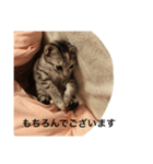 Shinzawa stamp（個別スタンプ：6）