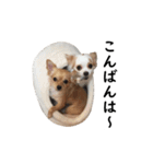 チワワのちぃくぅ（個別スタンプ：4）
