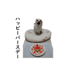 チワワのちぃくぅ（個別スタンプ：31）