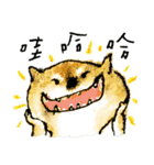 goooooood Shiba dooogy（個別スタンプ：6）