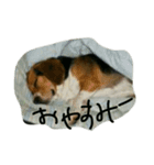 ぼく ぶんちゃんです（個別スタンプ：1）