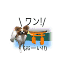 続おーい！と呼んでるパピヨン犬(日本語)（個別スタンプ：4）